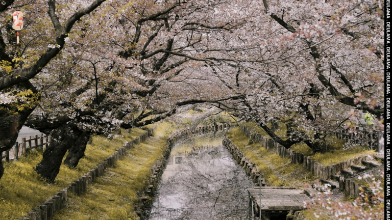 Após cerejeiras florescem mais tarde festivais locais da Coreia do Sul tem queda de visitantes